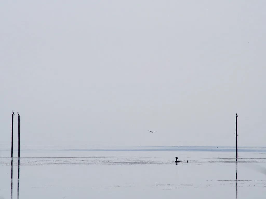 Dog-Friendly Beaches Near Detroit: Where Dogs Are Allowed