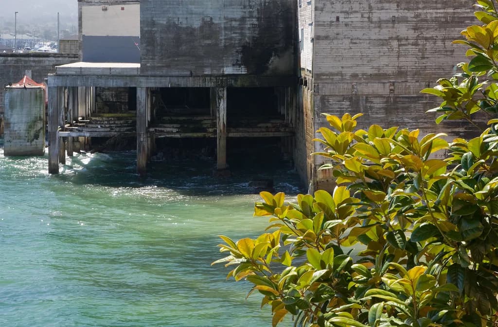 Dog-Friendly Beaches Monterey: Off-Leash vs Leashed Spots