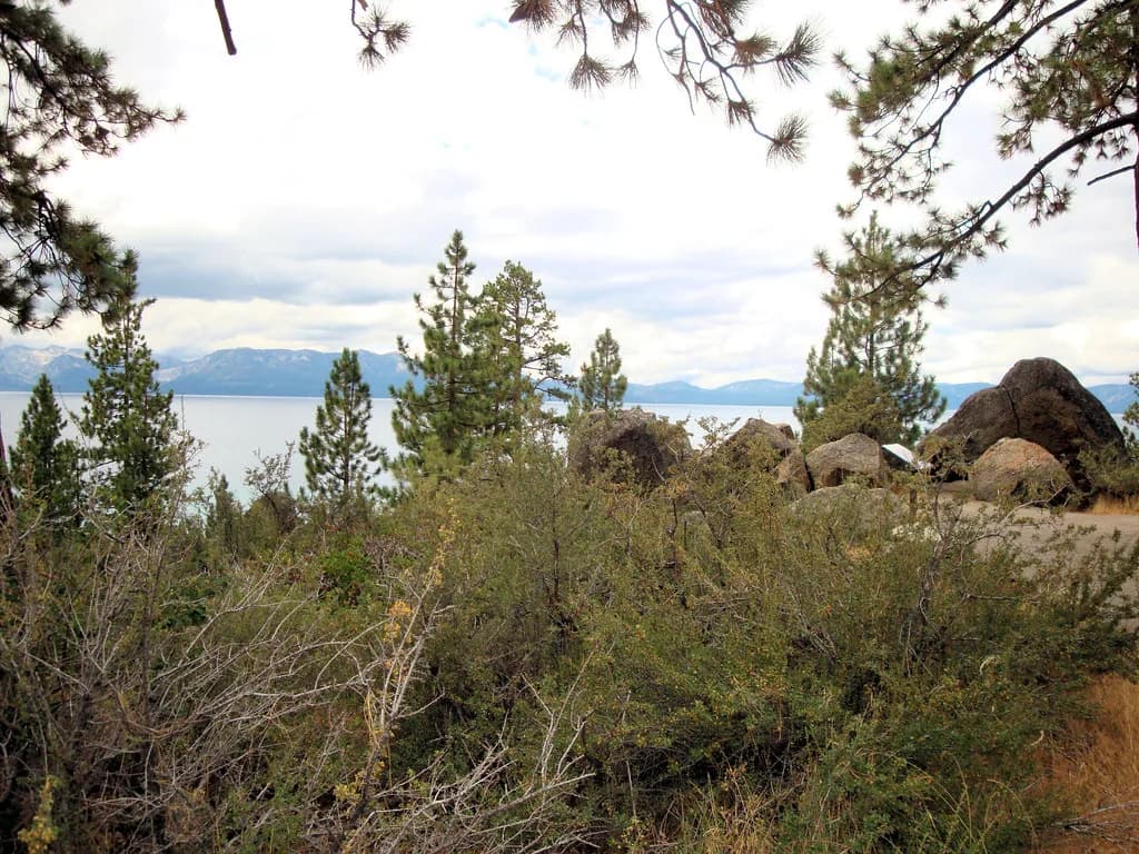 Dog-Friendly Camping in South Lake Tahoe: Where to Stay