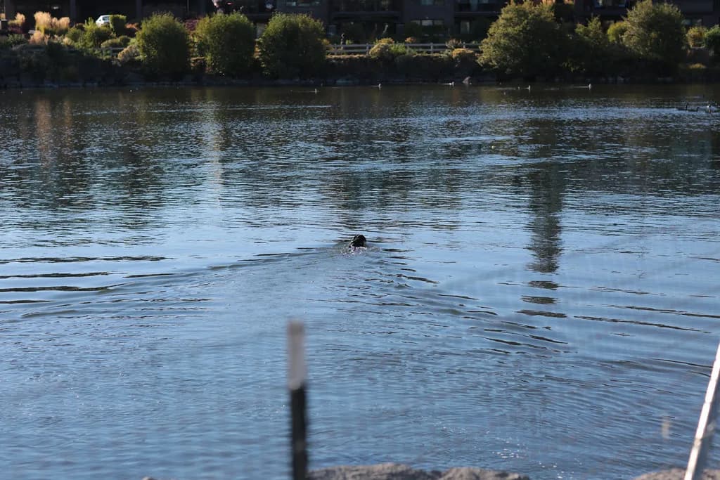 Dog-Friendly Hikes in Bend, OR: Leash Rules, Water and Heat