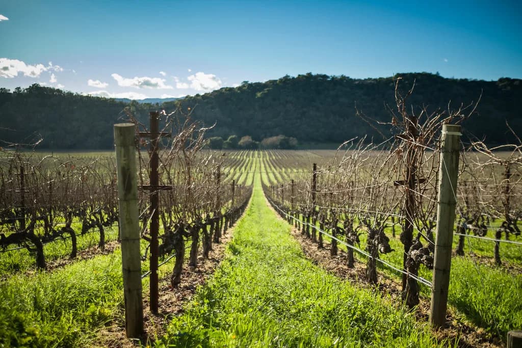 Dog-Friendly Hikes Napa: Trails and Leash Rules Guide