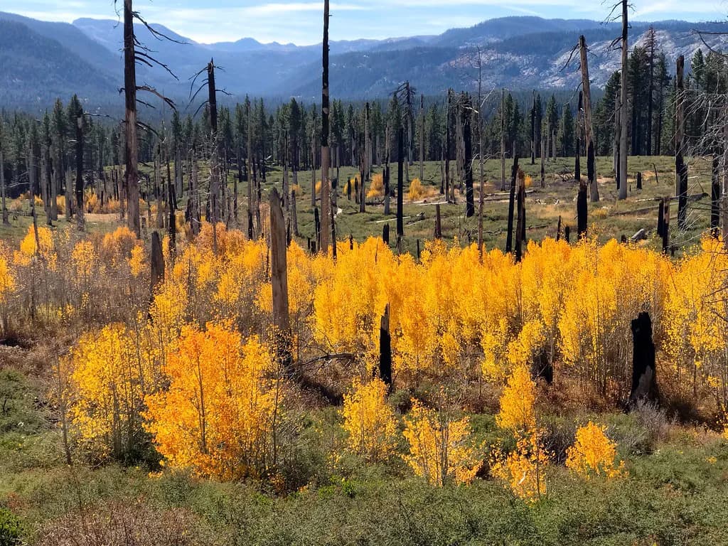 Dog-Friendly Hikes South Lake Tahoe: Trail & Leash Guide