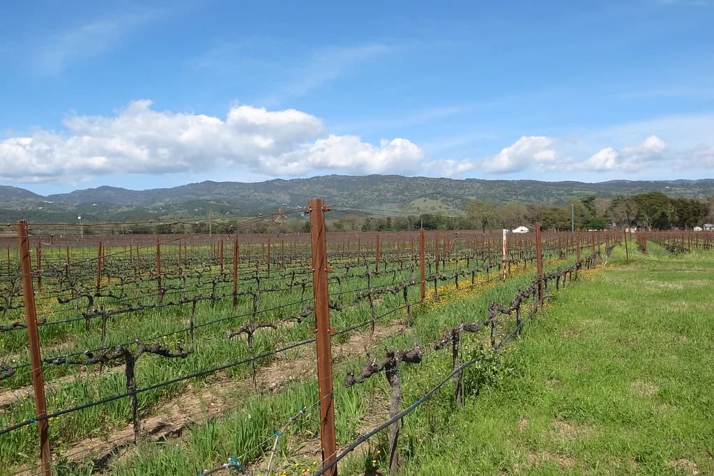 Dog-Friendly Hotels in Napa, CA: Where to Stay With Your Dog