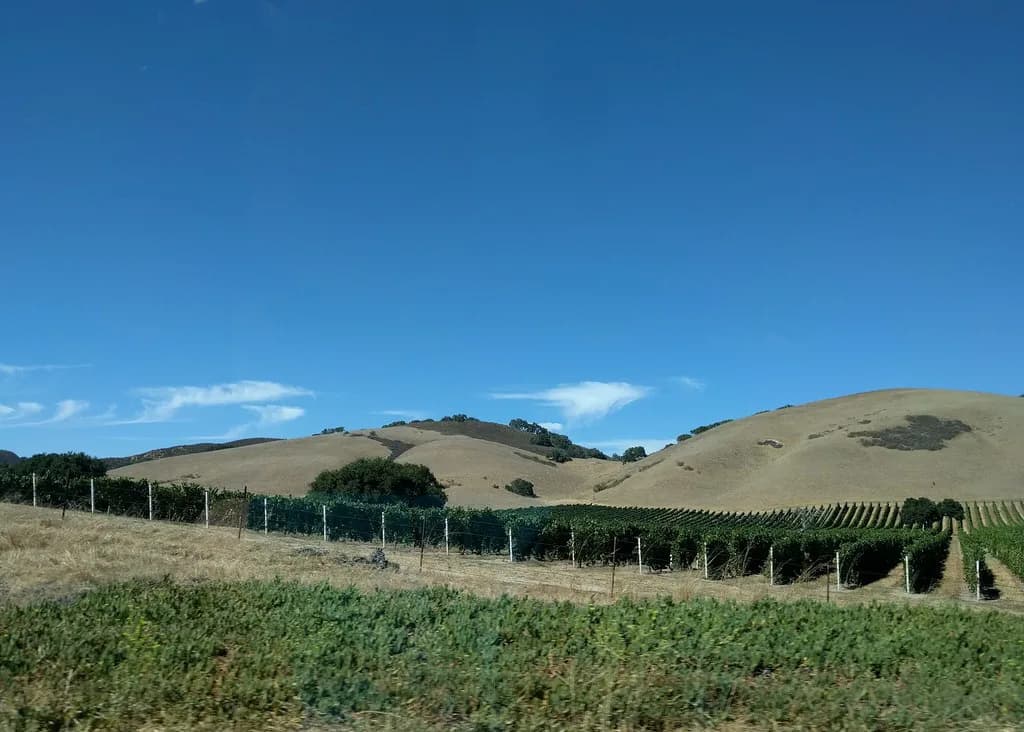Dog-Friendly Wineries Santa Barbara: Where to Taste