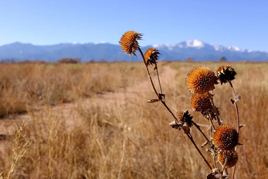 Dog Parks in Colorado Springs: Where to Go Off-Leash