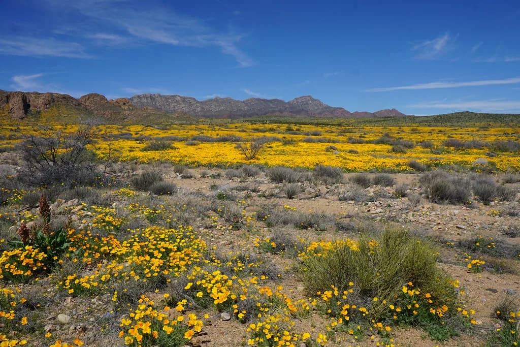 Dog Parks in El Paso: Where to Go and What to Expect