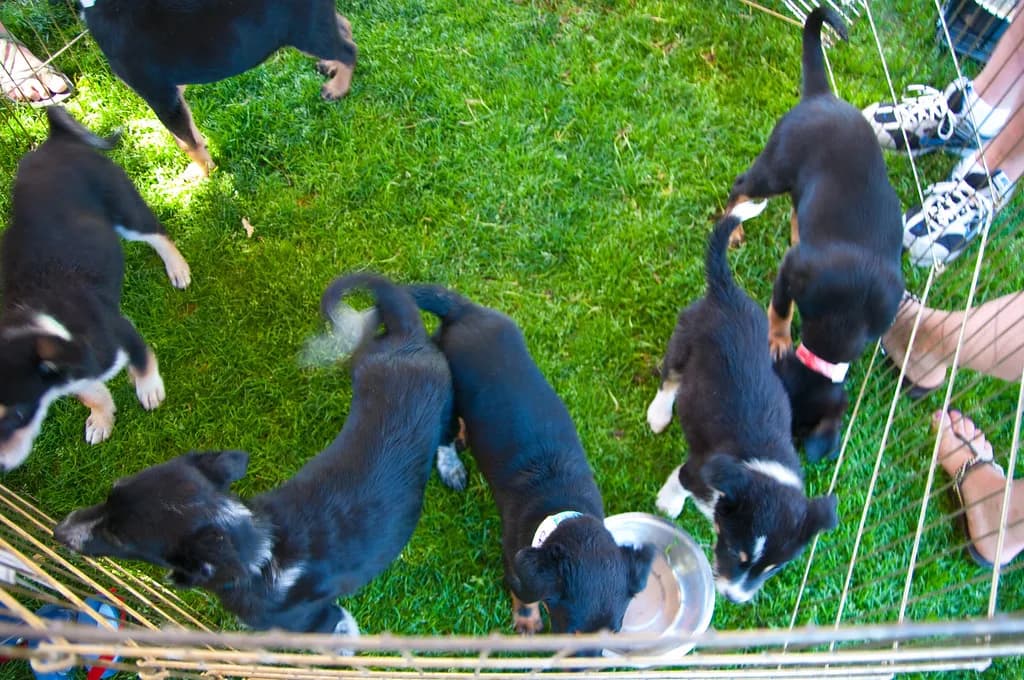 Dog Parks in Flagstaff, AZ: Off-Leash Areas and Patio Stops