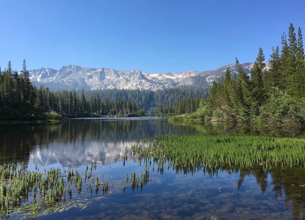 Dog Parks in Mammoth Lakes: Off-Leash Spots & Leash Rules