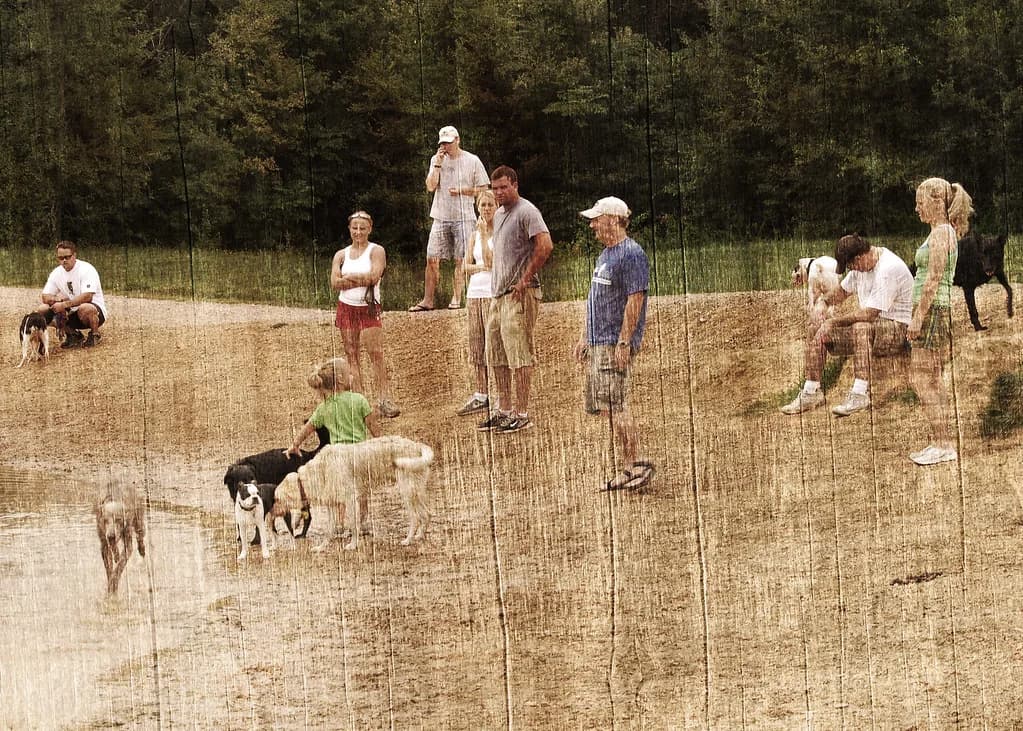 Dog Parks in Memphis: Off-Leash Spots, Hours and Rules