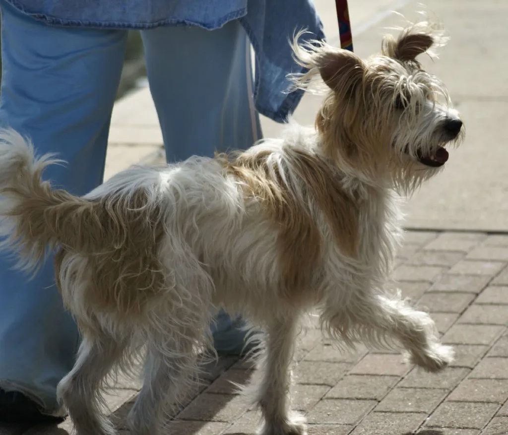Dog-Friendly Indianapolis: Patios, Breweries, Parks & Walks
