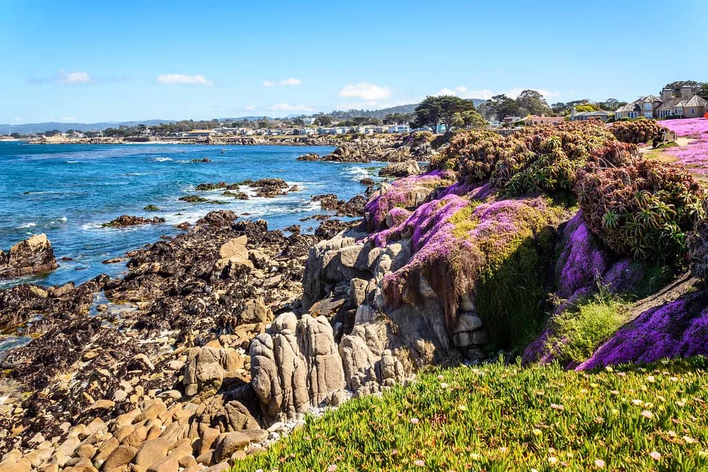 Dog-Friendly Monterey Guide: Where to Eat, Stay and Walk