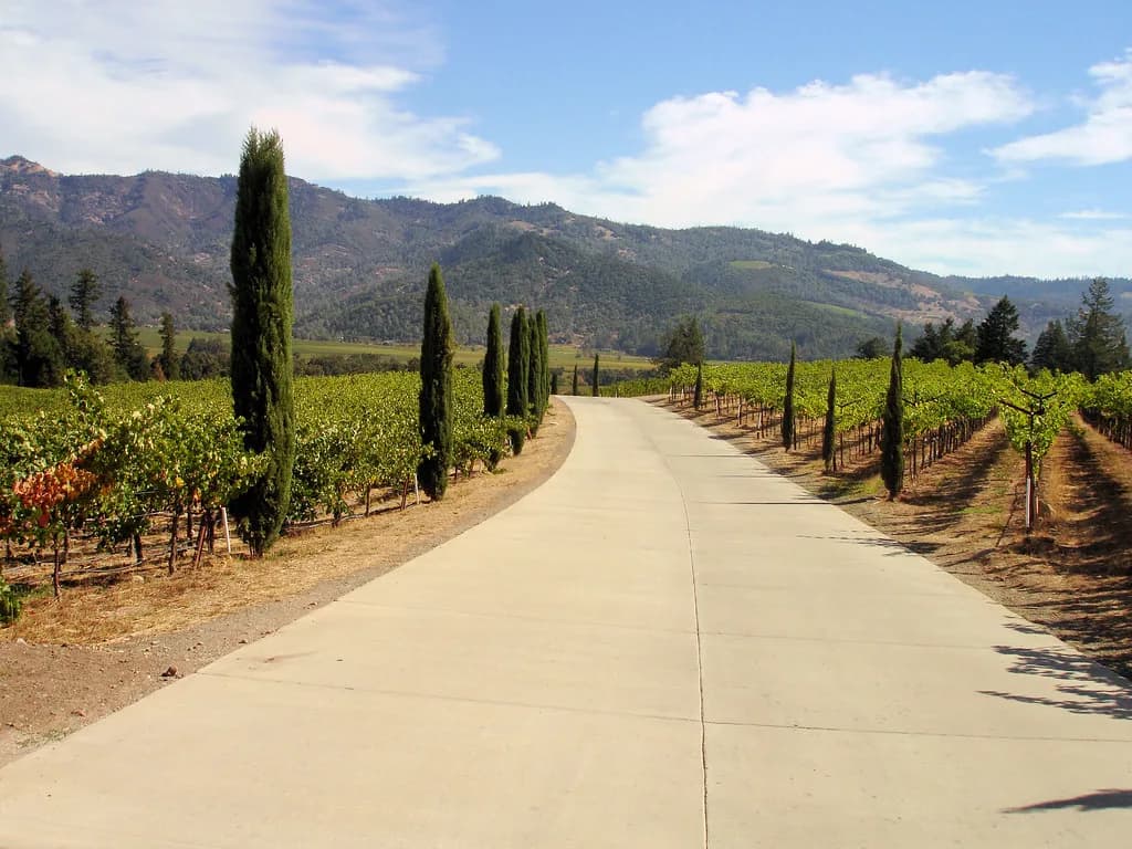 Dog-Friendly Napa: Wineries, Patios & Hotels for Dogs