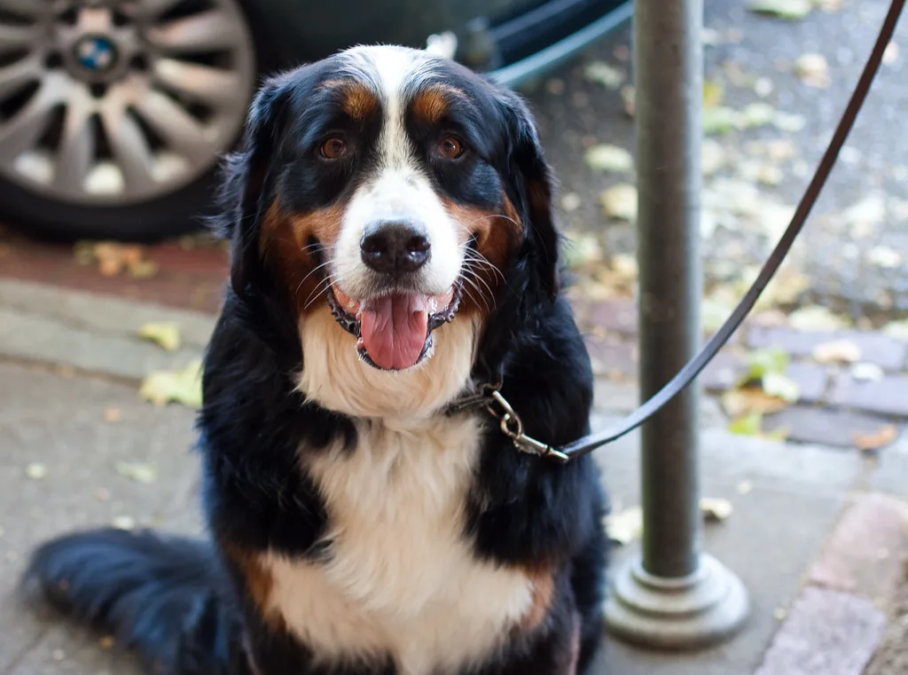 Dog-Friendly Oakland: Where to Eat, Stay, Play and Walk
