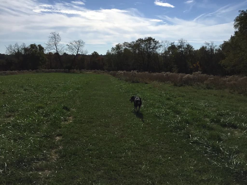 Dog-Friendly St. Louis: Patios, Parks and Places to Stay