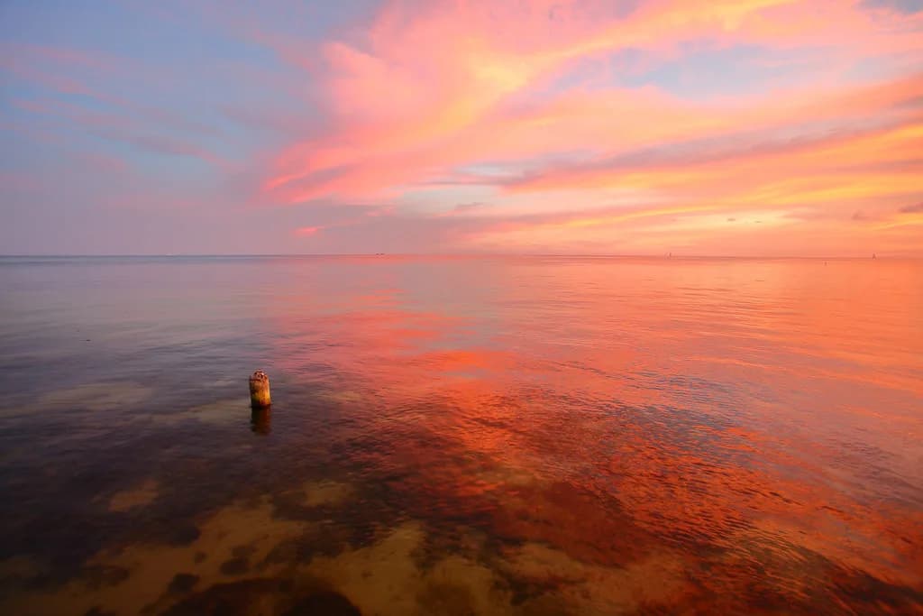 Dog-Friendly Beaches in Key West: Where Dogs Can Actually Go