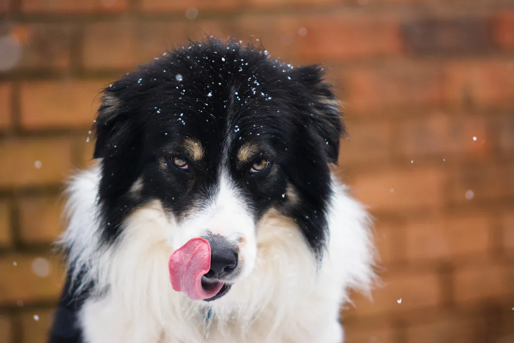 Border Collie / Sheffey / Snow / Julia Rose Photography / Asheville NC