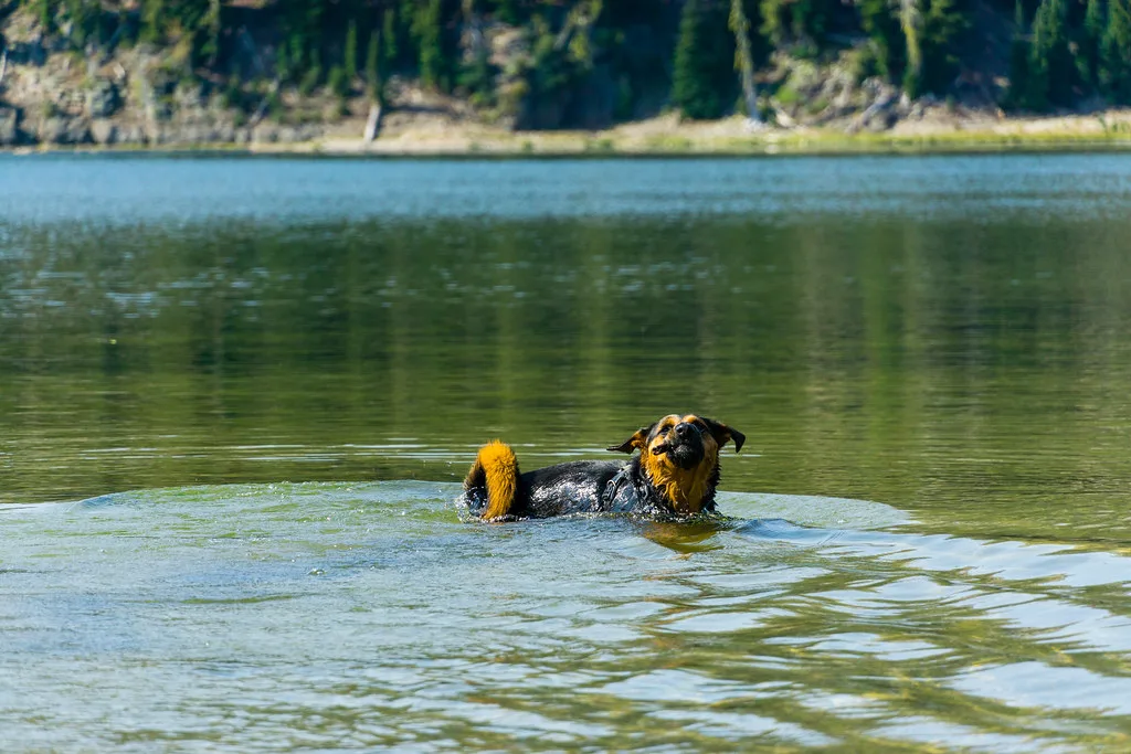 Water Fetch #, Bend