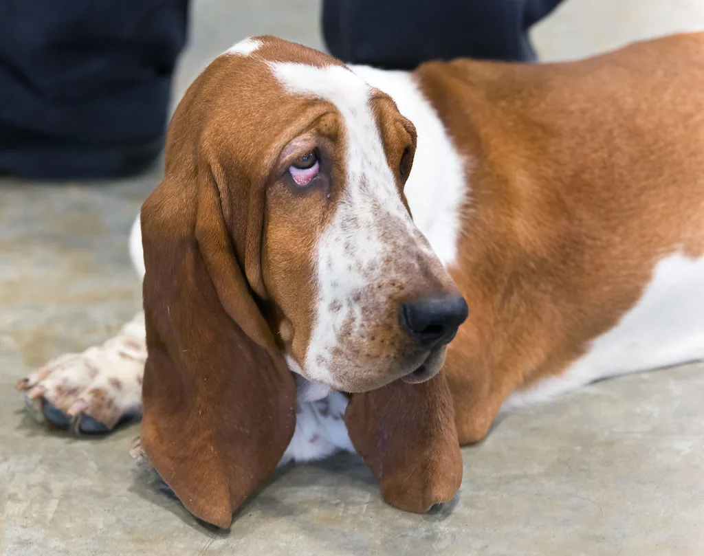 AKC Fall Dog Show, Bozeman