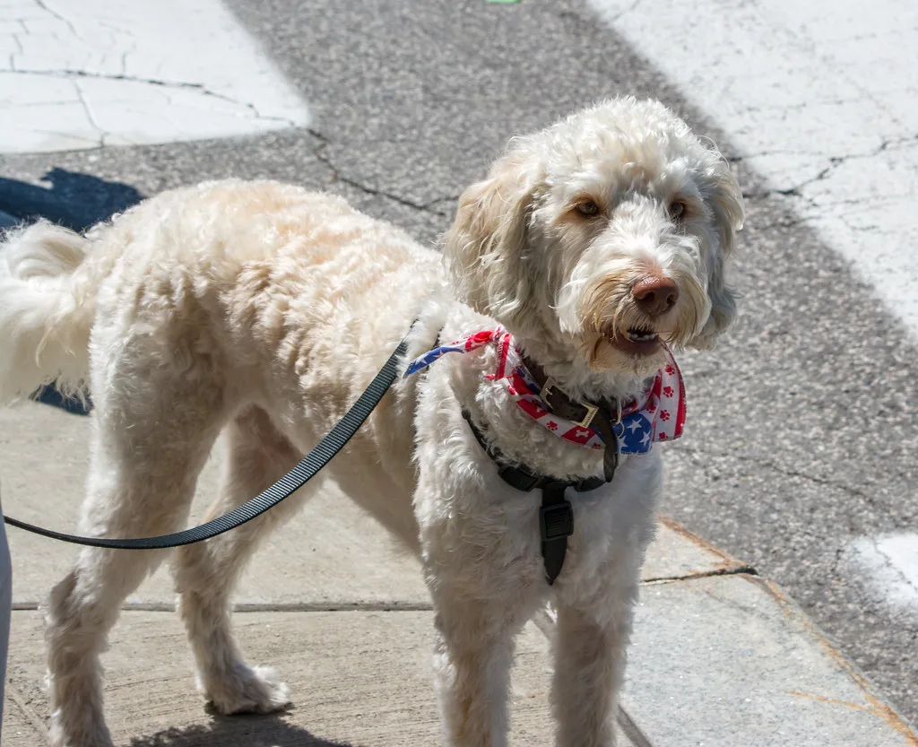prideful pup - Cleveland Pride