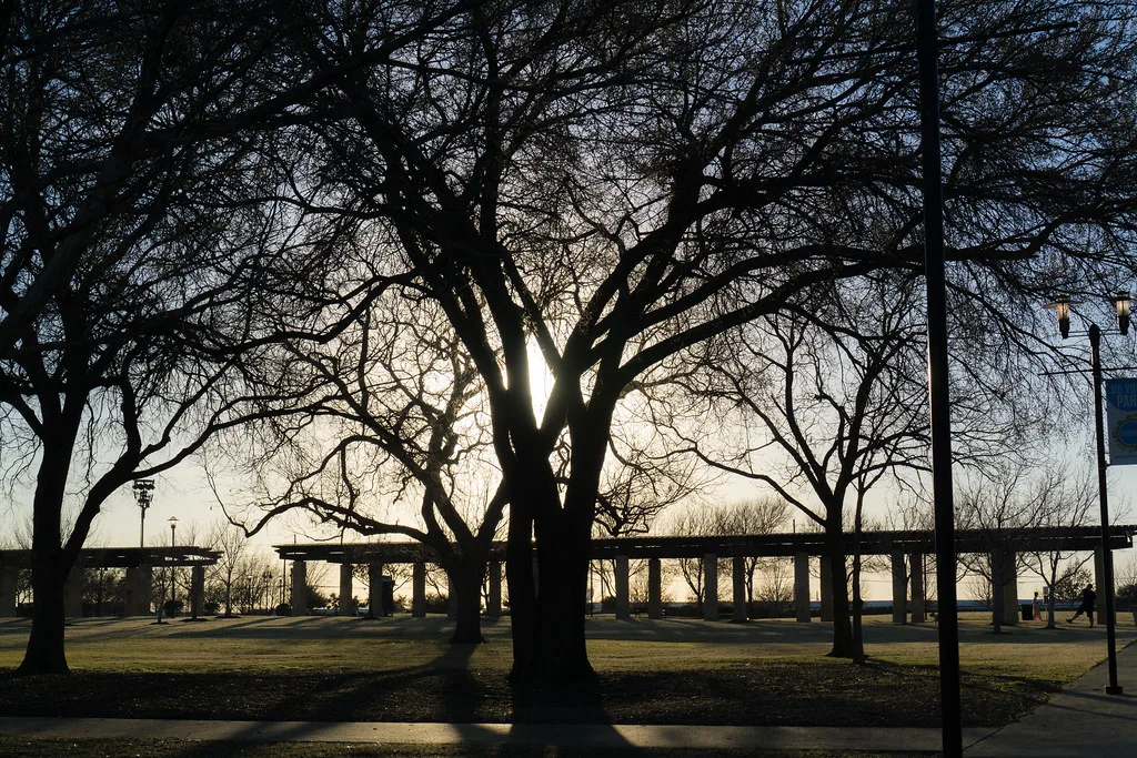 Tree in Addison Circle Park, Dallas