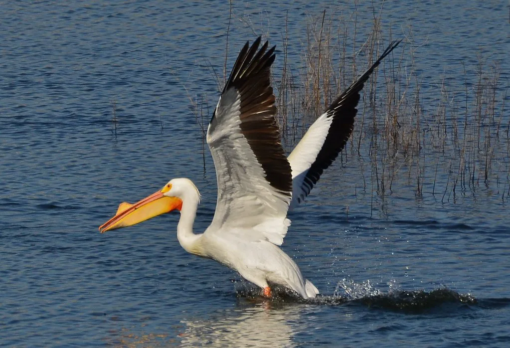 White Pelican - A Short Series, San Antonio