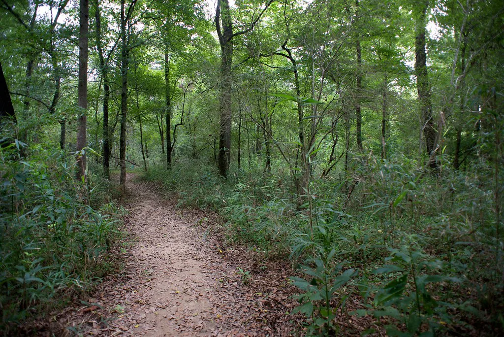Jungle Path, Bend
