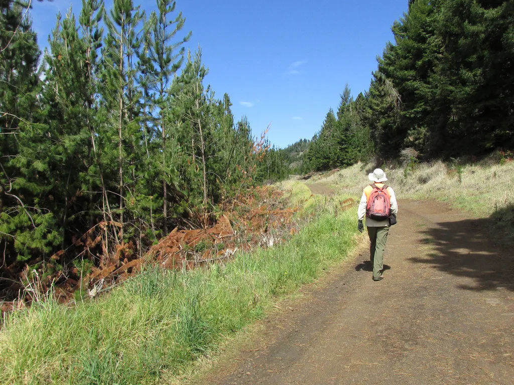 starr- - -Pinus radiata-with Forest on road-Polipoli-Maui, Monterey