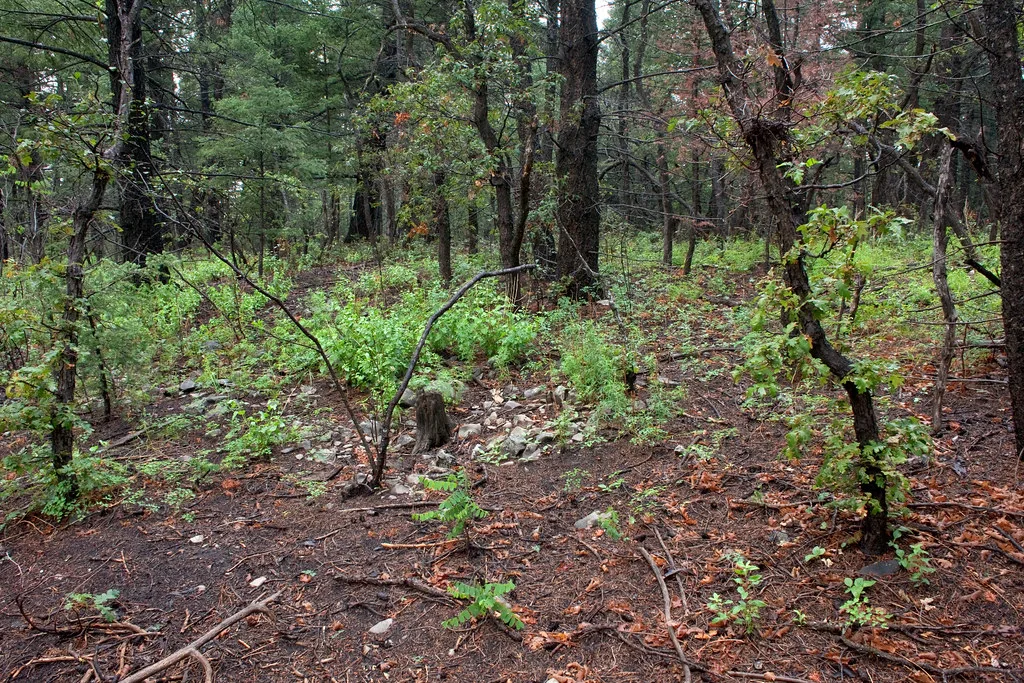 Osha Trail near Cloudcroft, Sacramento