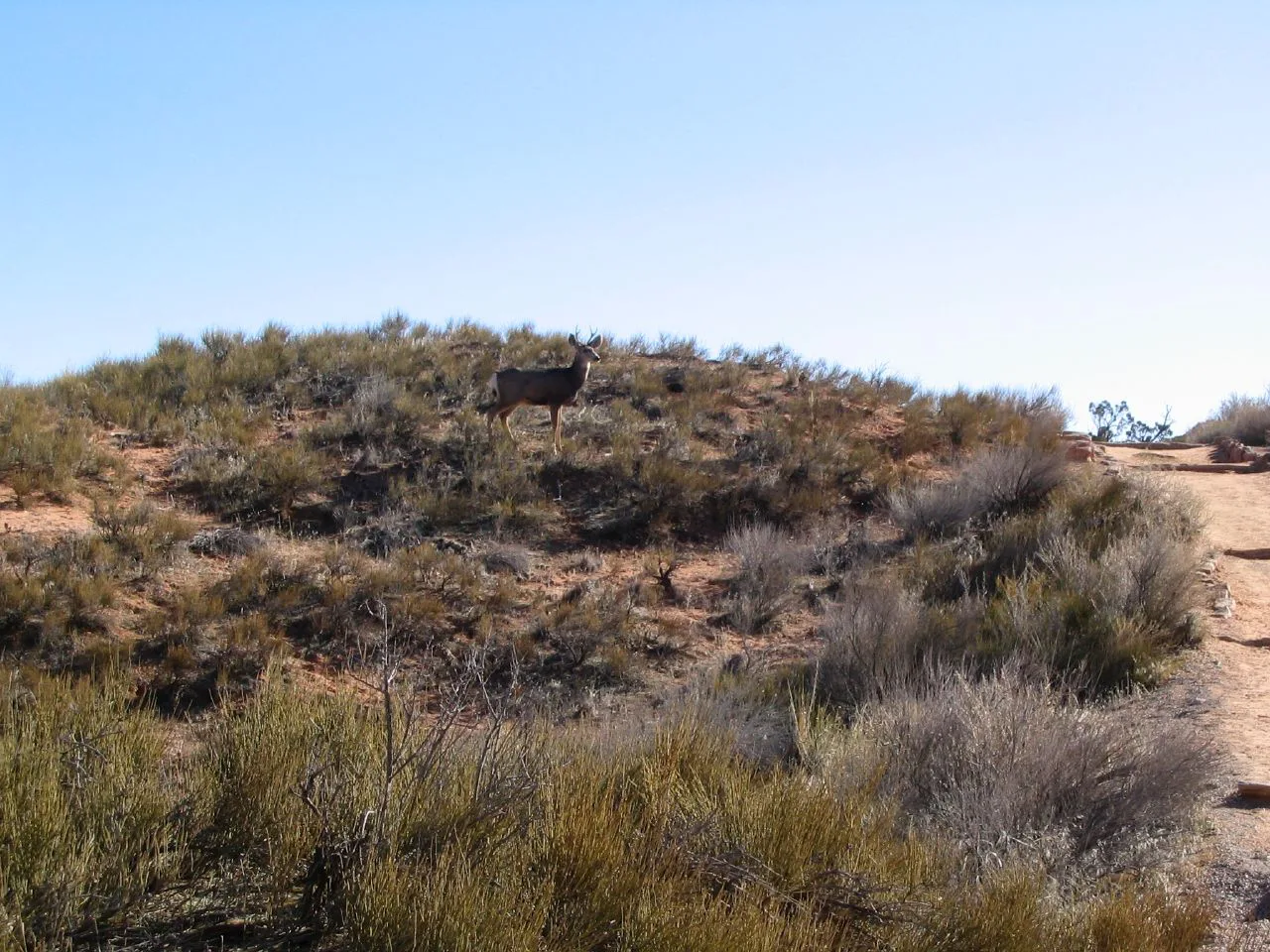 Mule Deer, Landscape Arch, Arches National Park, Moab, Utah