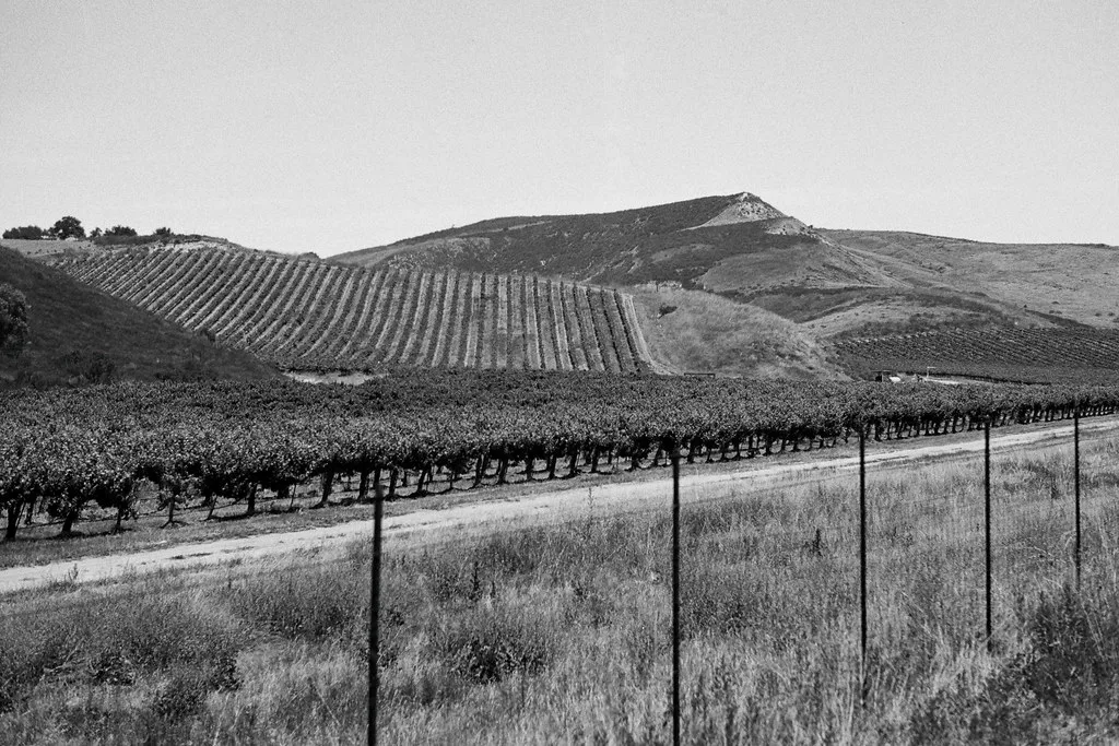 Vineyard - ORWO NP15 Expired 6/, Santa Barbara