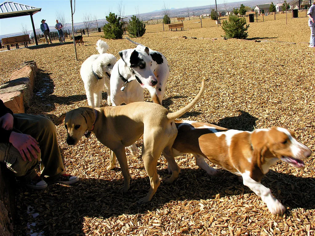 New Albuquerque Dog Park