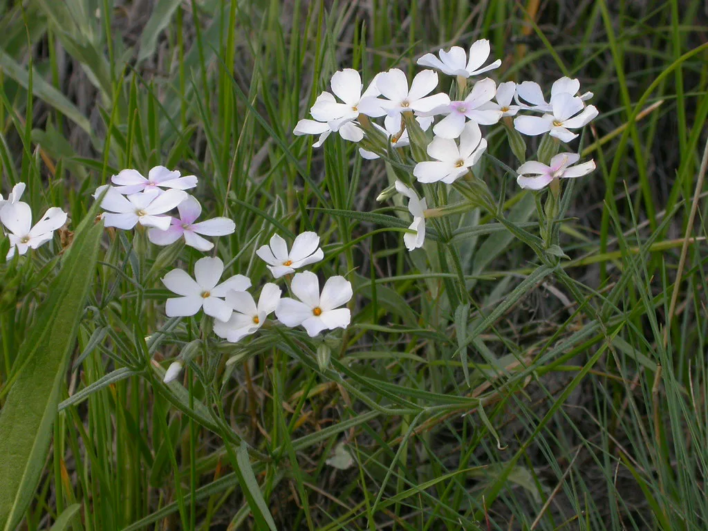 Phlox longifolia, Bozeman