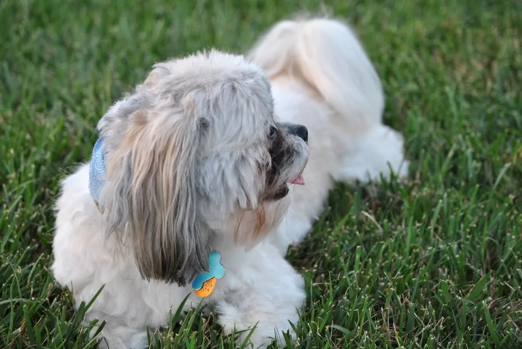 Shih Tuz Dog, Charlotte