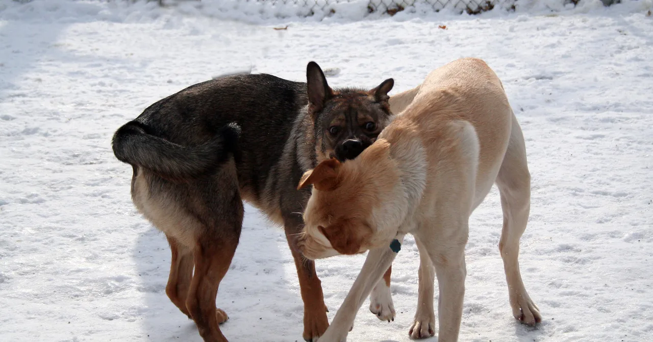 Play Bite, Cleveland