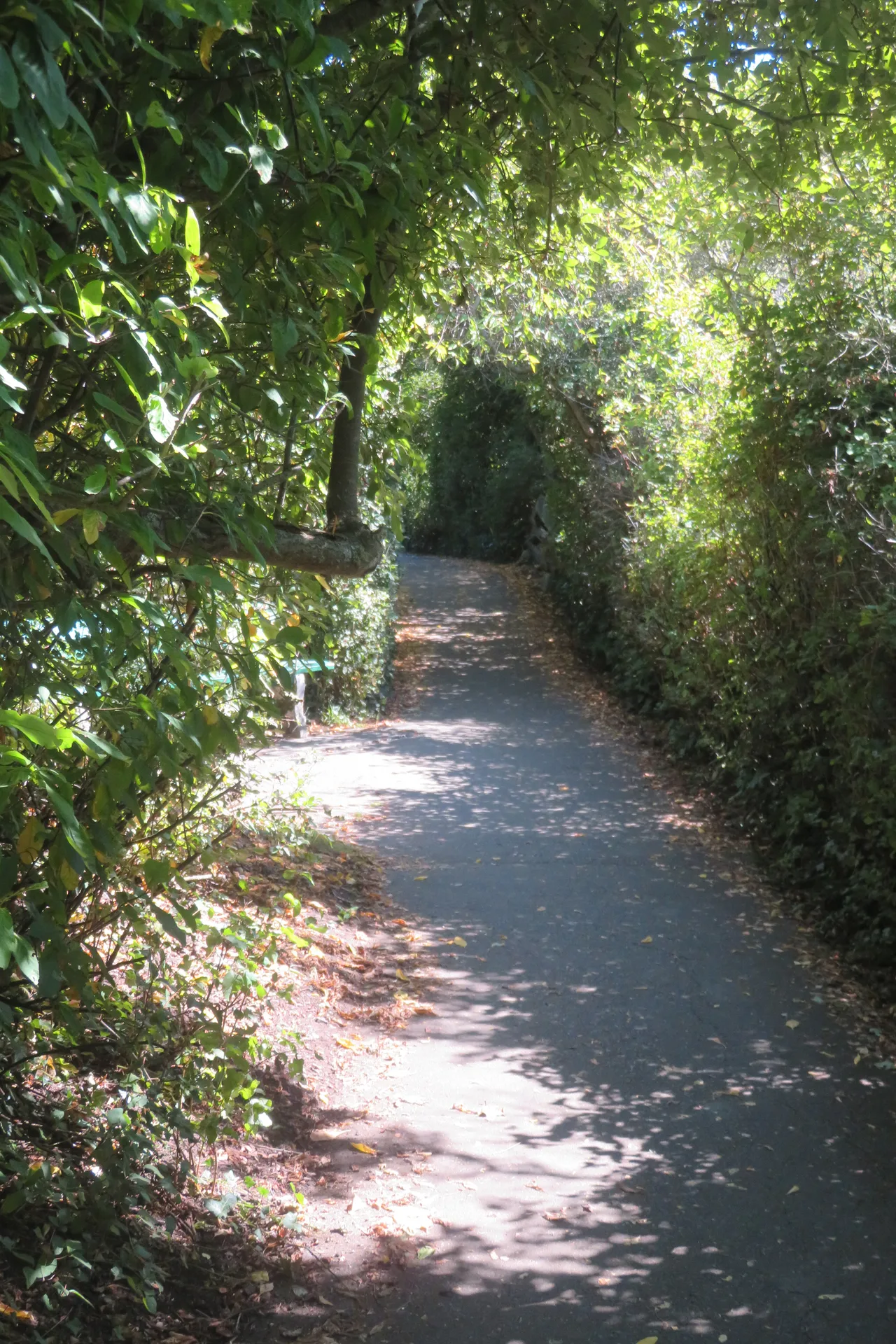 08 22 Dallas Road Dog Park
