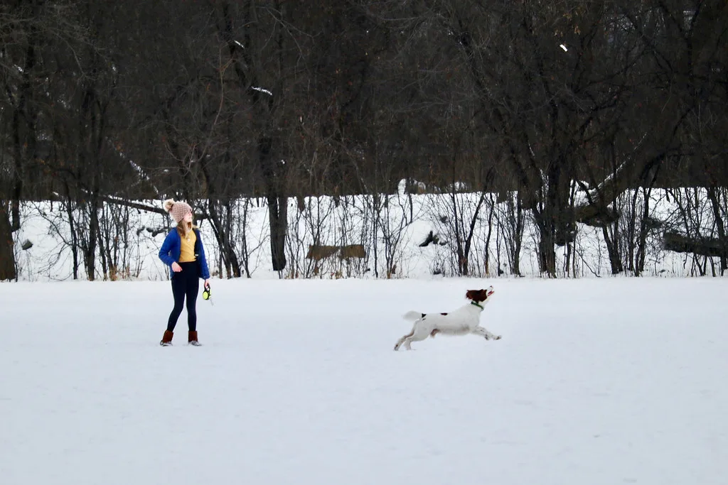 Playing Fetch Dog Snow Park, Detroit