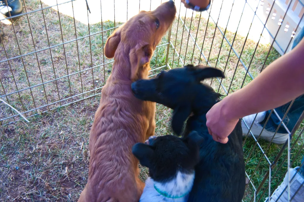 Pets in the Pines, Flagstaff