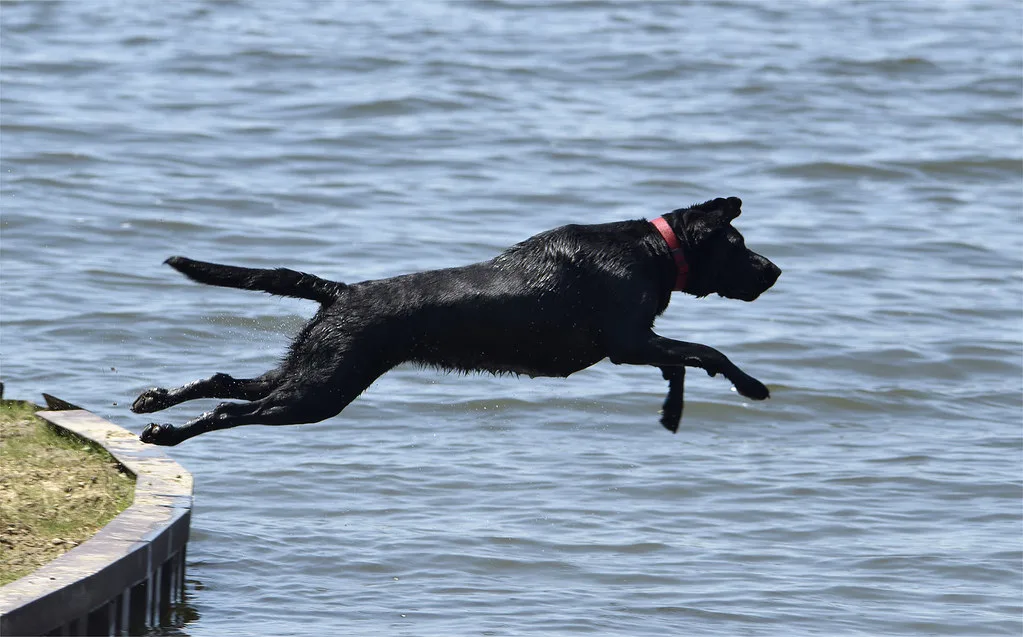 Black-Lab-in-Flight, Indianapolis