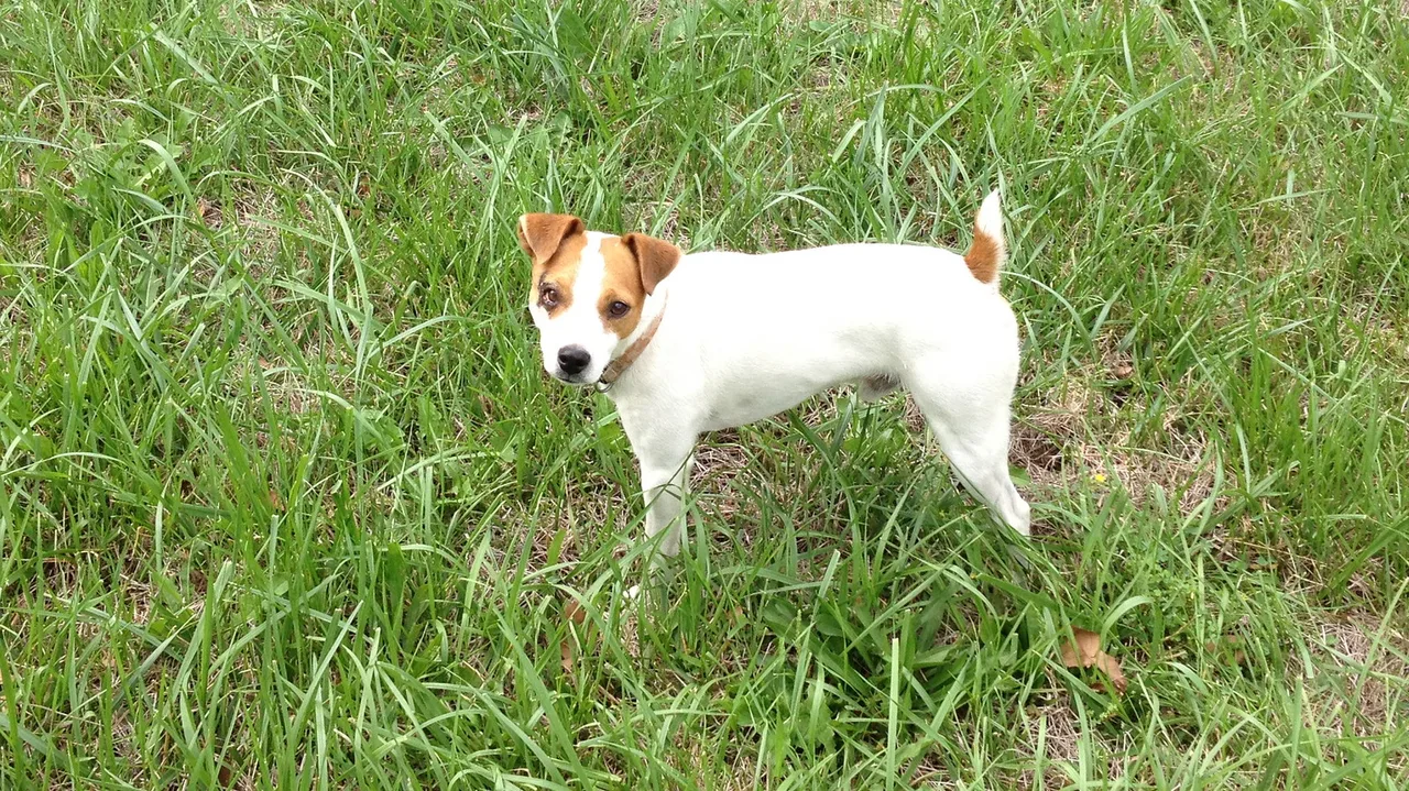 Greenville, MO (W) Dog, Kansas City