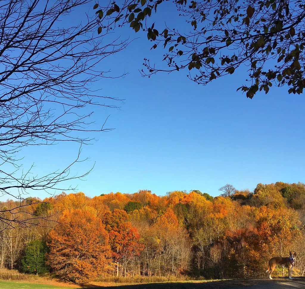 Dog Hill at Cherokee Park, Louisville