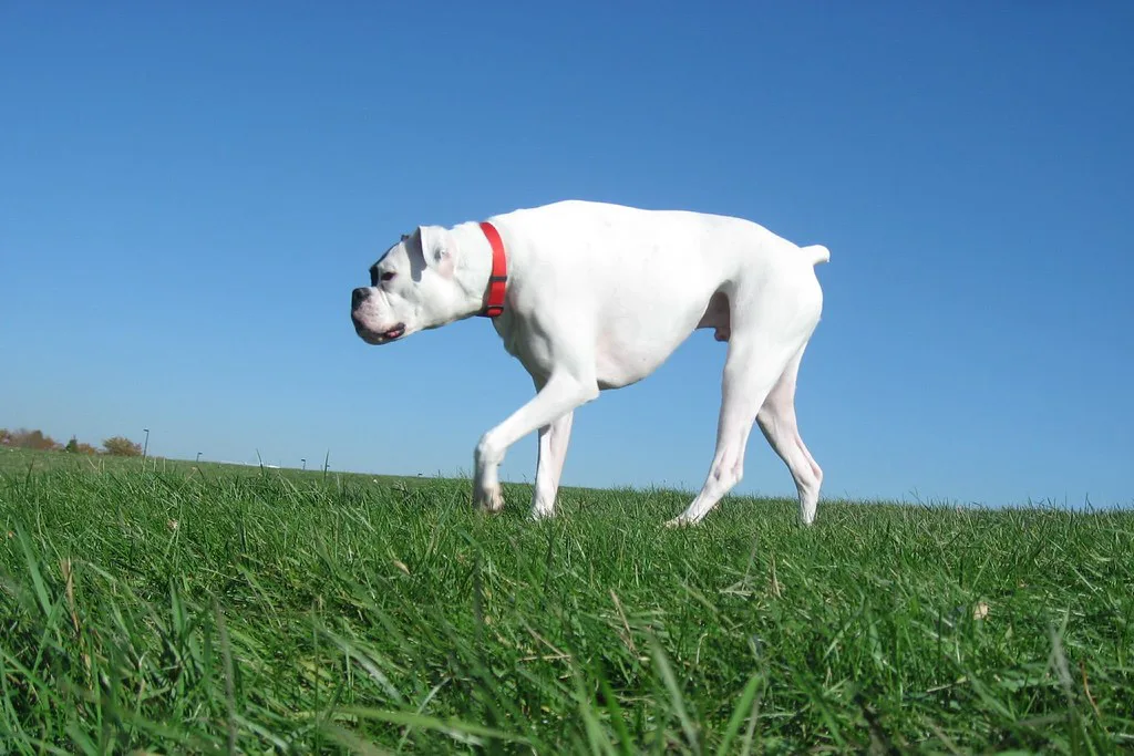 Dog Park!, Minneapolis
