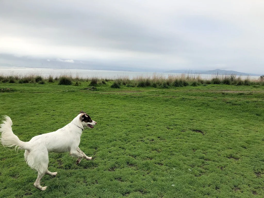 Mona at the Dog Park, Oakland