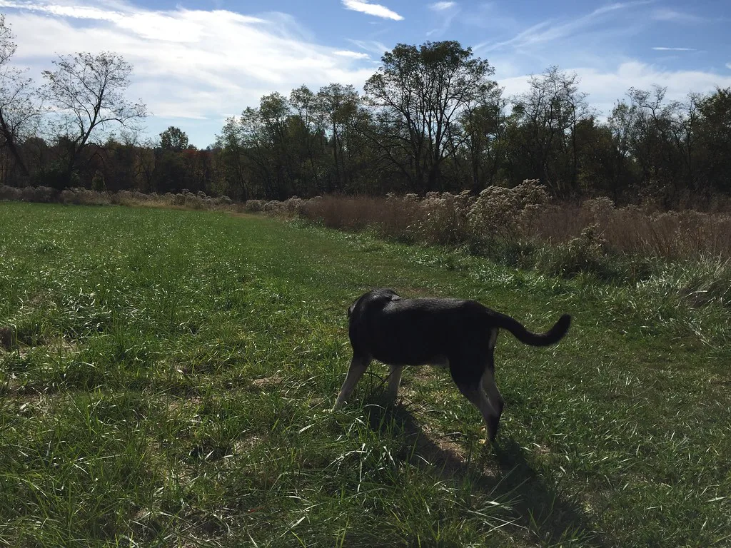 Queeny Park, St. Louis
