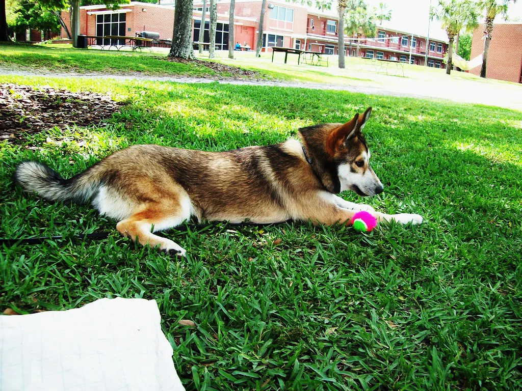 Puppy!, Tampa