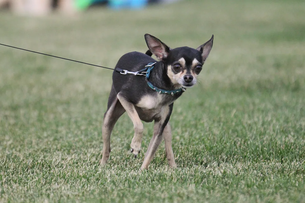 CHIHUHUA AT AN EL PASO CHIHUAHUAS GAME