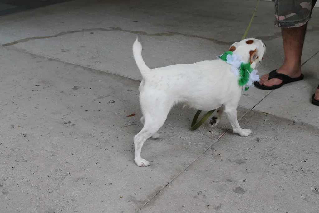 17.Pre.StPatricksDayParade.FLFL.10March, Fort Lauderdale
