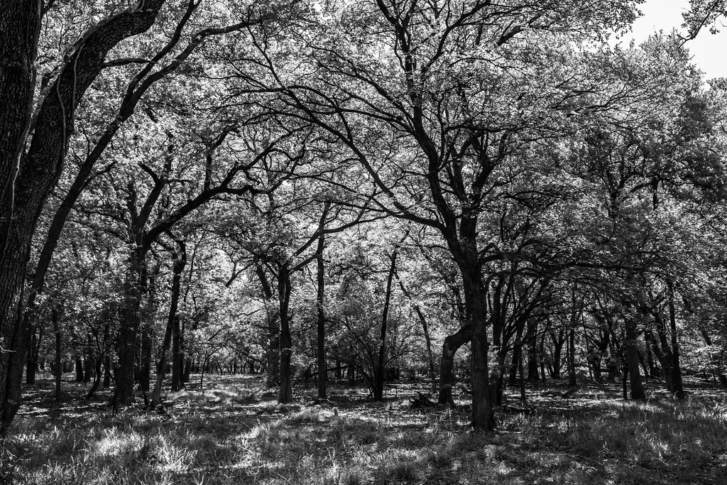 Light through Trees, Fort Worth