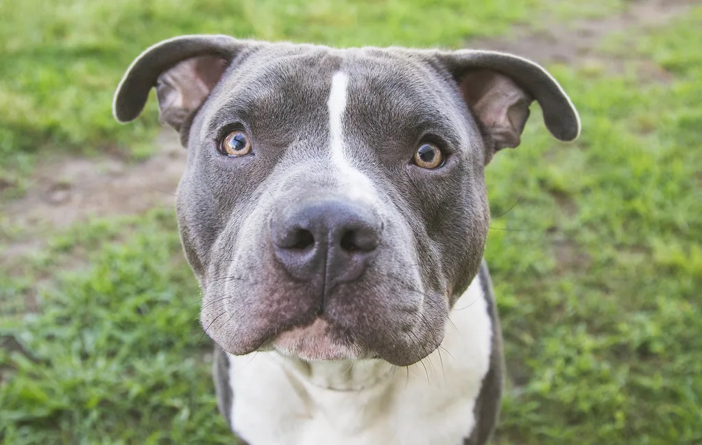 Hercules ( ), Houston