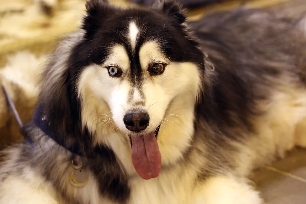 Houston World Series of Dogs Show