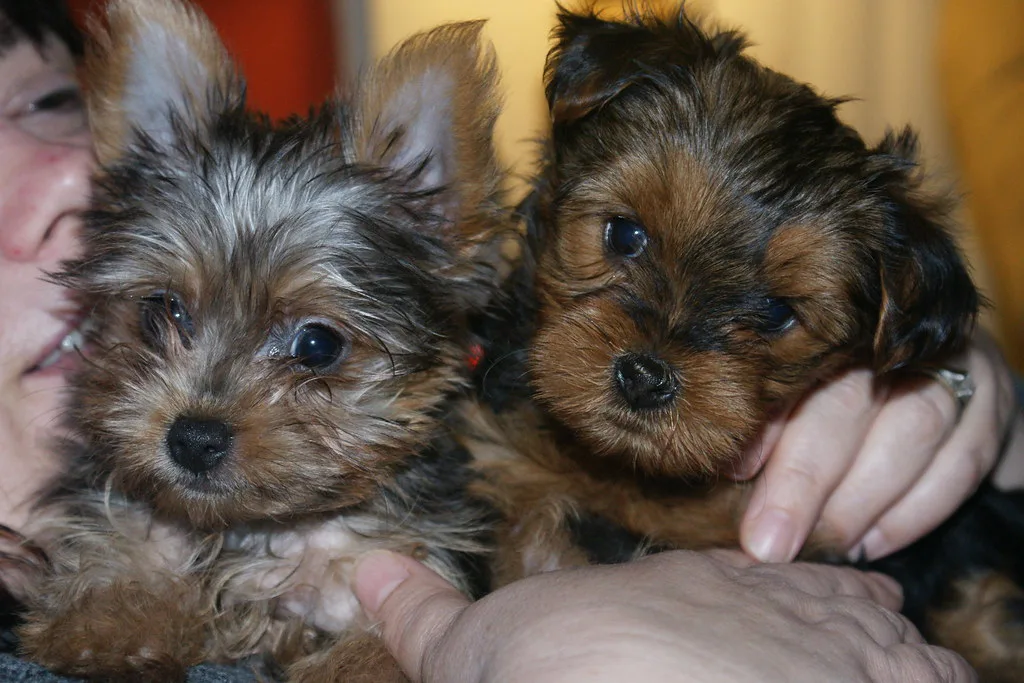 Harley and Abby, Indianapolis